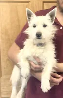Olivia, a female West Highland White Terrier for sale in Fayetteville, TN – Photo 2 of 2