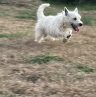 Olivia, a female West Highland White Terrier for sale in Fayetteville, TN – Photo 1 of 2