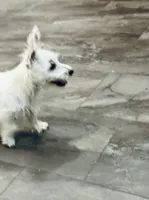 Male, a male West Highland White Terrier for sale in Fayetteville, TN – Photo 3 of 4