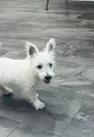 Male, a male West Highland White Terrier for sale in Fayetteville, TN – Photo 1 of 4