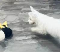 Male, a male West Highland White Terrier for sale in Fayetteville, TN – Photo 2 of 4