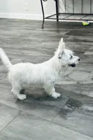 Male, a male West Highland White Terrier for sale in Fayetteville, TN – Photo 4 of 4