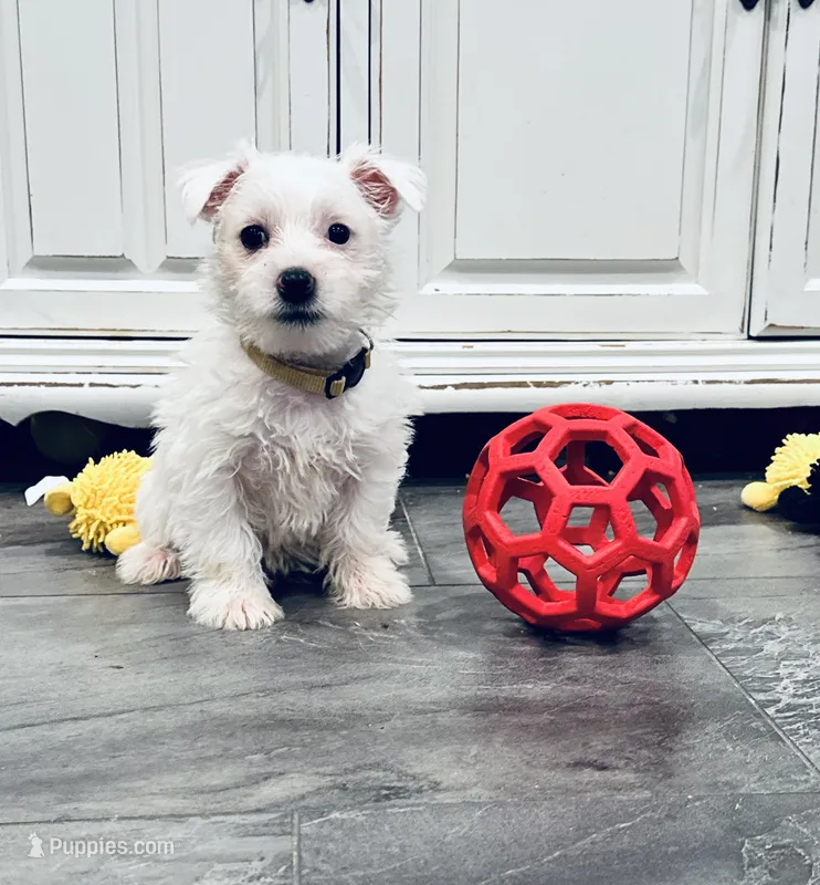 Female, a female West Highland White Terrier for sale in Fayetteville, TN – Photo 1 of 2