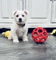 Female, a female West Highland White Terrier for sale in Fayetteville, TN – Photo 1 of 2