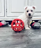 Female, a female West Highland White Terrier for sale in Fayetteville, TN – Photo 2 of 2