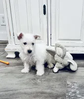 Gabby Black collar, a male West Highland White Terrier for sale in Fayetteville, TN – Photo 2 of 3