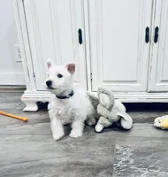 Gabby Black collar, a male West Highland White Terrier for sale in Fayetteville, TN – Photo 3 of 3