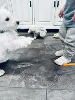 Gabby Black collar, a male West Highland White Terrier for sale in Fayetteville, TN – Photo 1 of 3