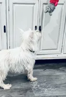 Maisie, a female West Highland White Terrier for sale in Fayetteville, TN – Photo 2 of 2