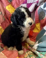 Orange collar, a male Aussiedoodle for sale in Fayetteville, TN – Photo 2 of 2