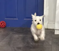 Green collar , a male West Highland White Terrier for sale in Fayetteville, TN – Photo 3 of 4