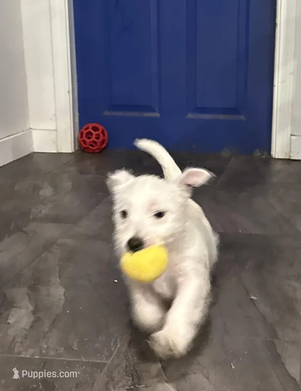 Green collar  – West Highland White Terrier puppy for sale in Fayetteville, TN