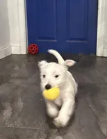 Green collar , a male West Highland White Terrier for sale in Fayetteville, TN – Photo 1 of 4