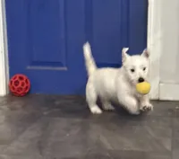 Green collar , a male West Highland White Terrier for sale in Fayetteville, TN – Photo 4 of 4