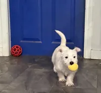 Green collar , a male West Highland White Terrier for sale in Fayetteville, TN – Photo 2 of 4