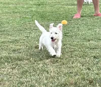 Male, a male West Highland White Terrier for sale in Fayetteville, TN – Photo 2 of 5