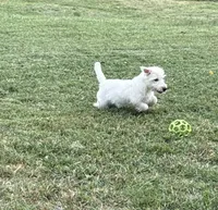 Male, a male West Highland White Terrier for sale in Fayetteville, TN – Photo 5 of 5