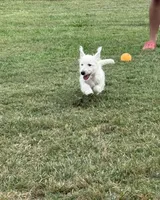 Male, a male West Highland White Terrier for sale in Fayetteville, TN – Photo 3 of 5
