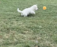 Male, a male West Highland White Terrier for sale in Fayetteville, TN – Photo 1 of 5