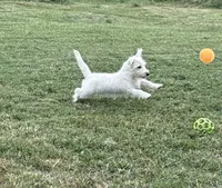 Male, a male West Highland White Terrier for sale in Fayetteville, TN – Photo 4 of 5