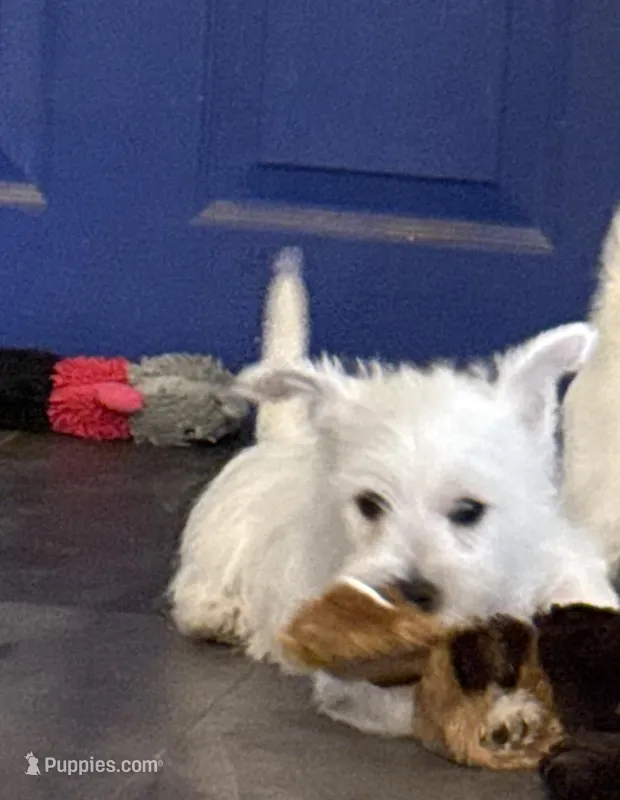 Orange collar  – West Highland White Terrier puppy for sale in Fayetteville, TN