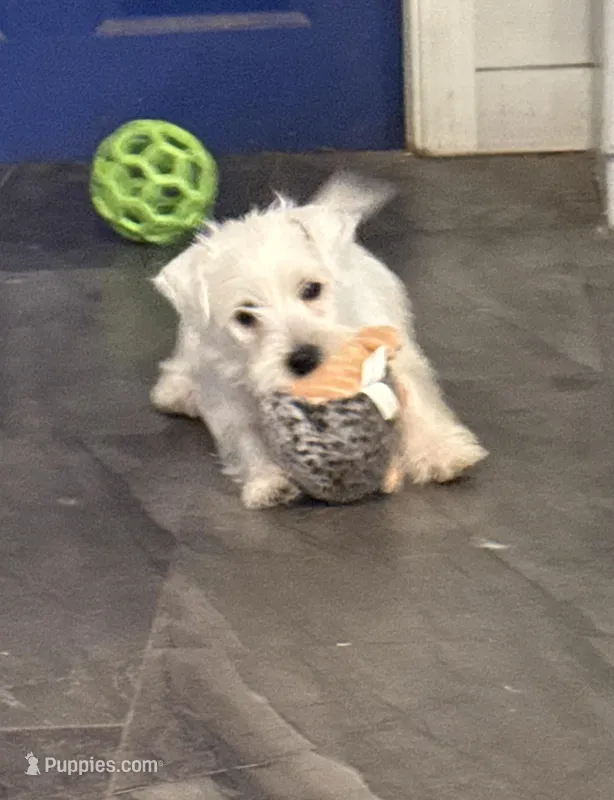 Orange collar  – West Highland White Terrier puppy for sale in Fayetteville, TN