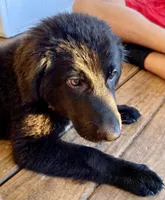 Pink, a female German Shepherd Dog and Newfoundland for sale in Fayetteville, TN – Photo 1 of 2