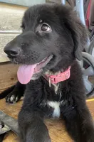Pink, a female German Shepherd Dog and Newfoundland for sale in Fayetteville, TN – Photo 2 of 2