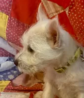 Green collar, a female West Highland White Terrier for sale in Fayetteville, TN – Photo 2 of 3