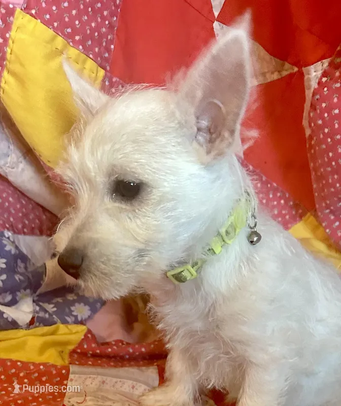 Green collar, a female West Highland White Terrier for sale in Fayetteville, TN – Photo 1 of 3