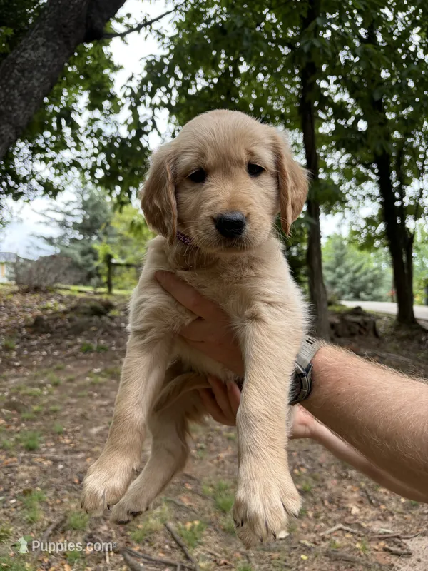 Purple girl – Golden Retriever puppy for sale in Cleveland, GA