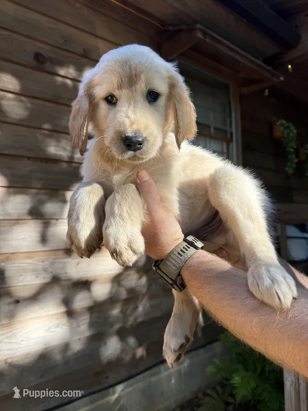 Dexter – Golden Retriever puppy for sale in Cleveland, GA