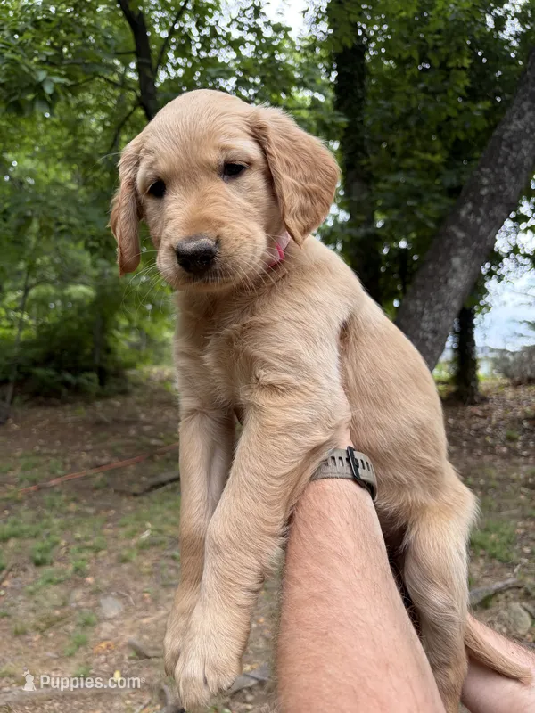 Light pink girl – Golden Retriever puppy for sale in Cleveland, GA