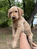 Light pink girl, a female Golden Retriever for sale in Cleveland, GA – 1 of 1