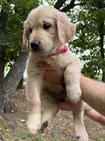 Dark Pink girl, a female Golden Retriever for sale in Cleveland, GA – 1 of 1