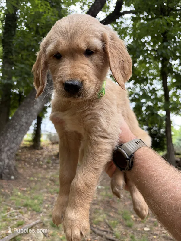 Green girl – Golden Retriever puppy for sale in Cleveland, GA