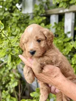 Percy, a male Miniature Goldendoodle for sale in Apple Creek, OH – 4 of 6