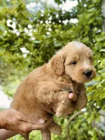 Percy, a male Miniature Goldendoodle for sale in Apple Creek, OH – 2 of 6