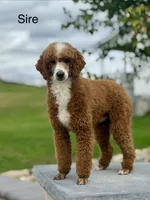 Faye, a female Miniature Goldendoodle for sale in Apple Creek, OH – 6 of 6