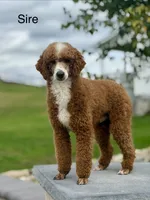 Maisie, a female Miniature Goldendoodle for sale in Apple Creek, OH – 8 of 8
