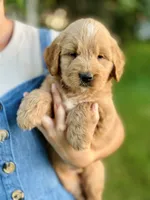 Wells, a male Miniature Goldendoodle for sale in Apple Creek, OH – 2 of 7