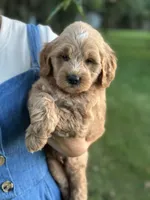 Percy, a male Miniature Goldendoodle for sale in Apple Creek, OH – 3 of 7