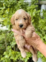 Percy, a male Miniature Goldendoodle for sale in Apple Creek, OH – 5 of 6