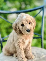 Percy, a male Miniature Goldendoodle for sale in Apple Creek, OH – 4 of 7