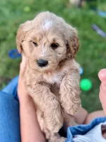 Percy, a male Miniature Goldendoodle for sale in Apple Creek, OH – 6 of 7