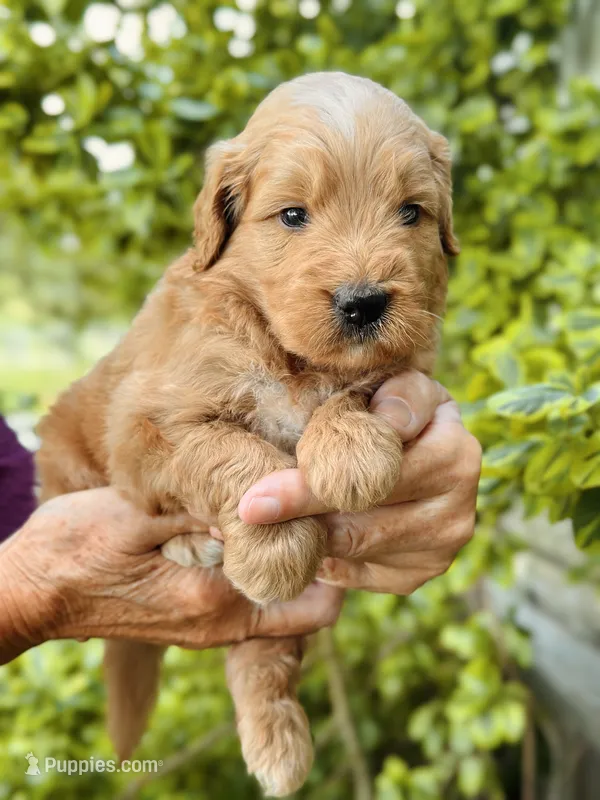Wells – Miniature Goldendoodle puppy for sale in Apple Creek, OH