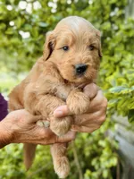 Wells, a male Miniature Goldendoodle for sale in Apple Creek, OH – 1 of 4