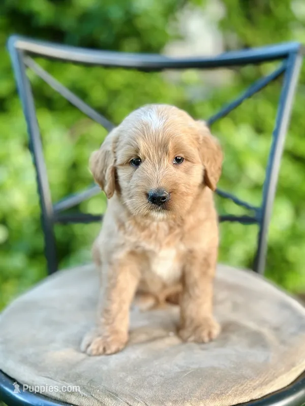 Wells – Miniature Goldendoodle puppy for sale in Apple Creek, OH