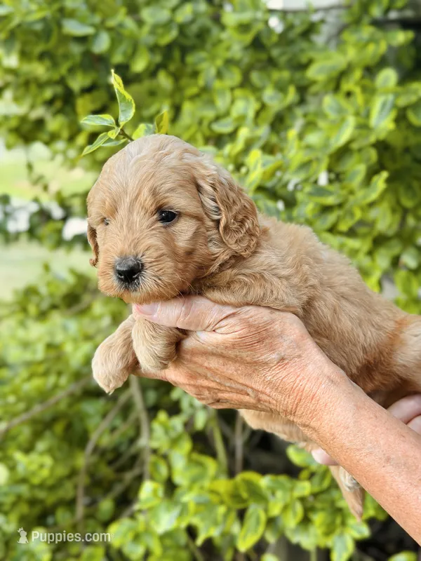 Faye – Miniature Goldendoodle puppy for sale in Apple Creek, OH
