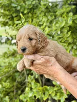 Faye, a female Miniature Goldendoodle for sale in Apple Creek, OH – 1 of 6